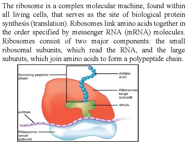 The ribosome is a complex molecular machine, found within all living cells, that serves