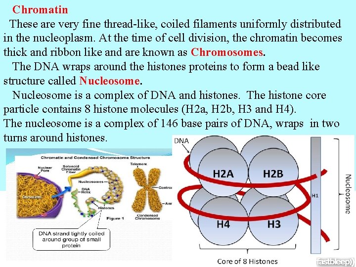 Chromatin These are very fine thread-like, coiled filaments uniformly distributed in the nucleoplasm. At