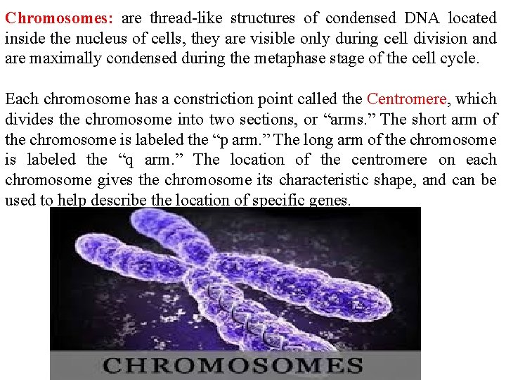 Chromosomes: are thread-like structures of condensed DNA located inside the nucleus of cells, they