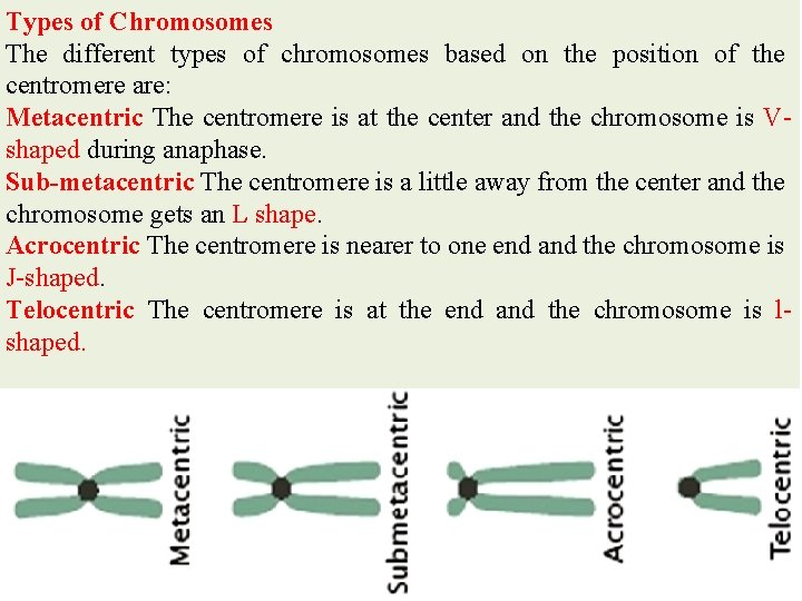 Types of Chromosomes The different types of chromosomes based on the position of the