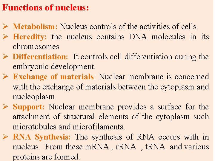 Functions of nucleus: Ø Metabolism: Nucleus controls of the activities of cells. Ø Heredity: