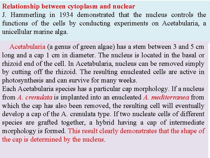 Relationship between cytoplasm and nuclear J. Hammerling in 1934 demonstrated that the nucleus controls