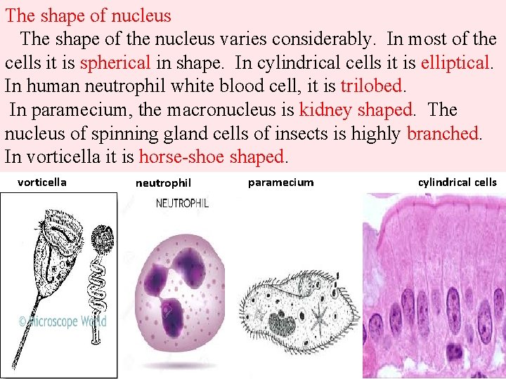 The shape of nucleus The shape of the nucleus varies considerably. In most of