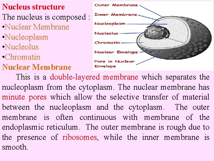 Nucleus structure The nucleus is composed : • Nuclear Membrane • Nucleoplasm • Nucleolus