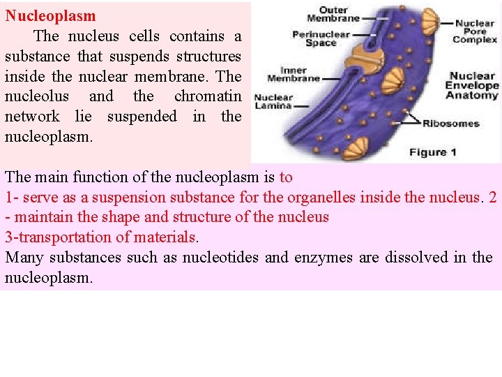 Nucleoplasm The nucleus cells contains a substance that suspends structures inside the nuclear membrane.
