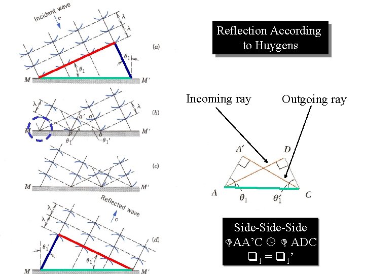 Reflection According to Huygens Incoming ray Outgoing ray Side-Side AA’C ADC 1 = 1’