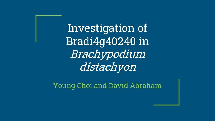 Investigation of Bradi 4 g 40240 in Brachypodium distachyon Young Choi and David Abraham