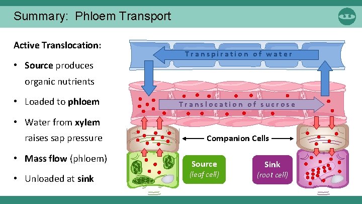 Summary: Phloem Transport Active Translocation: Transpiration of water • Source produces organic nutrients •