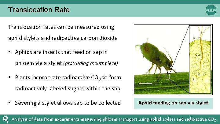 Translocation Rate Translocation rates can be measured using aphid stylets and radioactive carbon dioxide