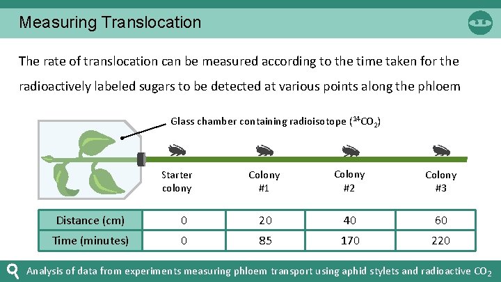 Measuring Translocation The rate of translocation can be measured according to the time taken