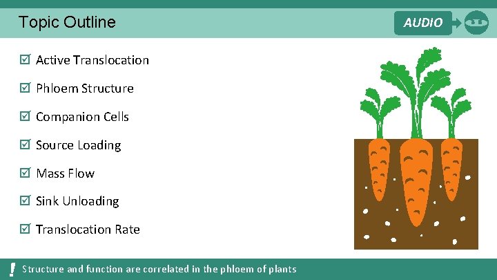 Topic Outline þ Active Translocation þ Phloem Structure þ Companion Cells þ Source Loading