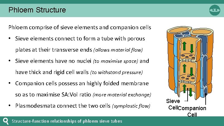Phloem Structure Phloem comprise of sieve elements and companion cells • Sieve elements connect