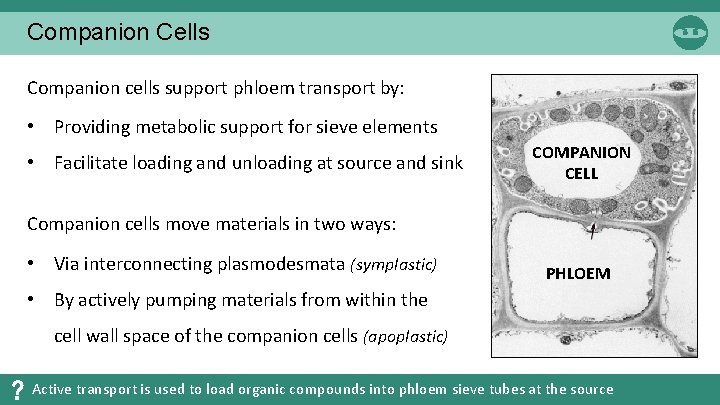 Companion Cells Companion cells support phloem transport by: • Providing metabolic support for sieve