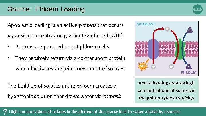 Source: Phloem Loading Apoplastic loading is an active process that occurs APOPLAST H+ S