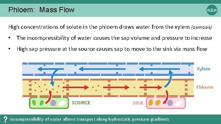 Phloem: Mass Flow High concentrations of solute in the phloem draws water from the