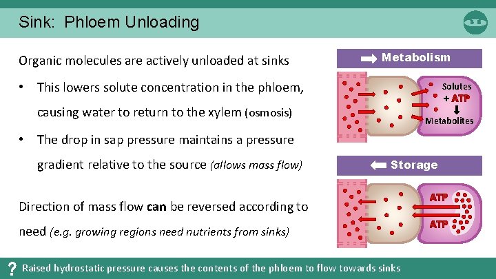 Sink: Phloem Unloading Organic molecules are actively unloaded at sinks Metabolism • This lowers