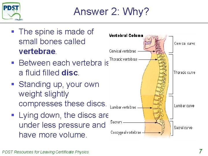 Answer 2: Why? § The spine is made of small bones called vertebrae. §