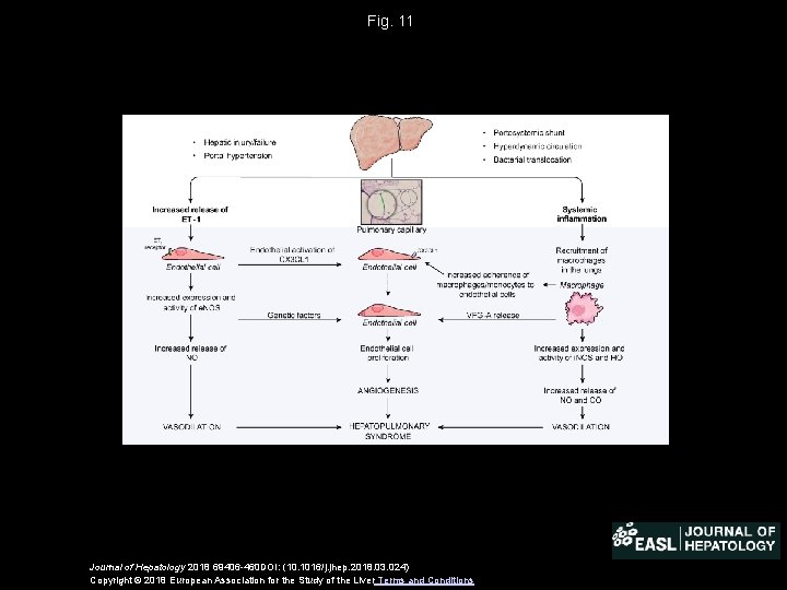 Fig. 11 Journal of Hepatology 2018 69406 -460 DOI: (10. 1016/j. jhep. 2018. 03.