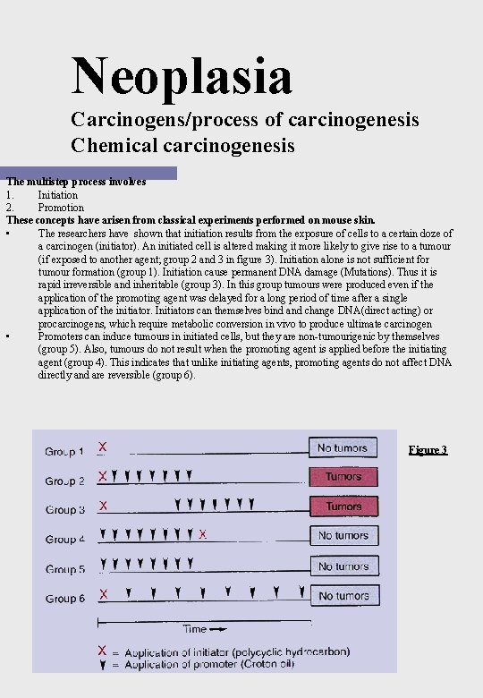 Neoplasia Carcinogens/process of carcinogenesis Chemical carcinogenesis The multistep process involves 1. Initiation 2. Promotion