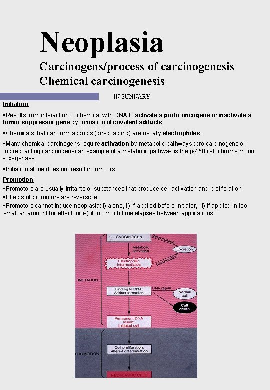 Neoplasia Carcinogens/process of carcinogenesis Chemical carcinogenesis IN SUNNARY Initiation • Results from interaction of