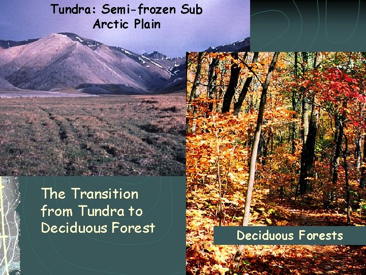 Tundra: Semi-frozen Sub Arctic Plain The Transition from Tundra to Deciduous Forests 