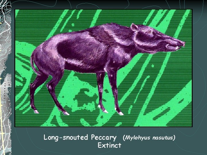 Long-snouted Peccary (Mylohyus nasutus) Extinct 