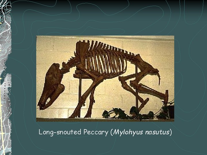 Long-snouted Peccary (Mylohyus nasutus) 
