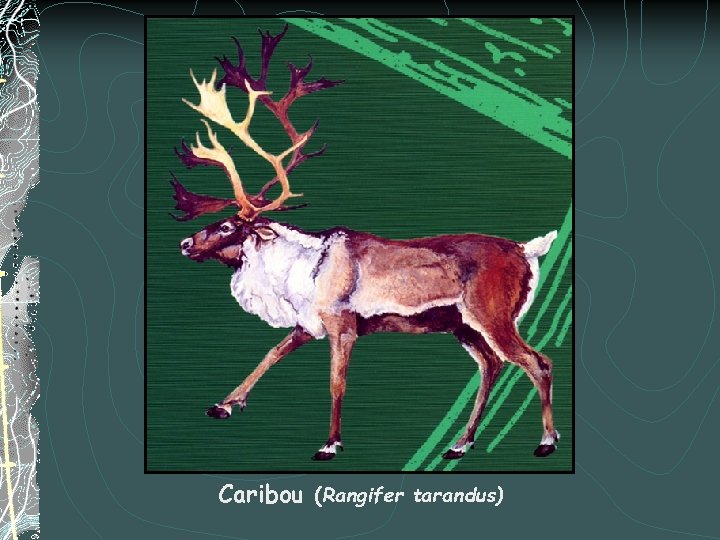 Caribou (Rangifer tarandus) 