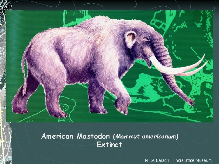 American Mastodon (Mammut americanum) Extinct R. G. Larson, Illinois State Museum 