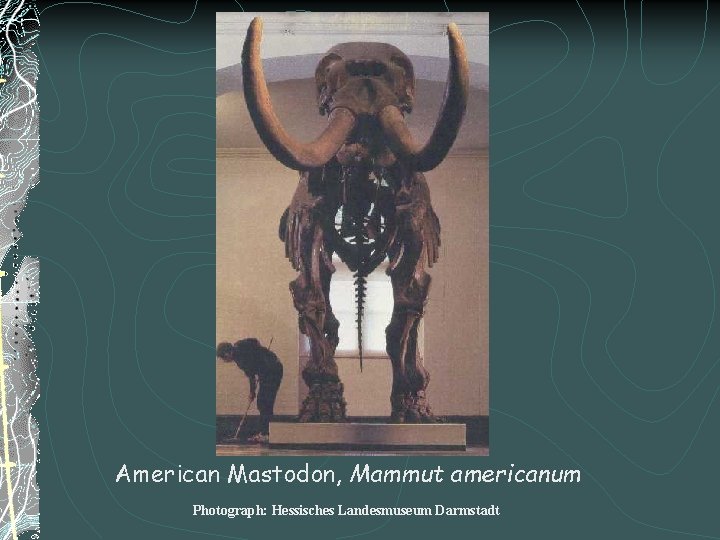 American Mastodon, Mammut americanum Photograph: Hessisches Landesmuseum Darmstadt 