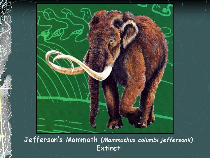 Jefferson’s Mammoth (Mammuthus columbi jeffersonii) Extinct 