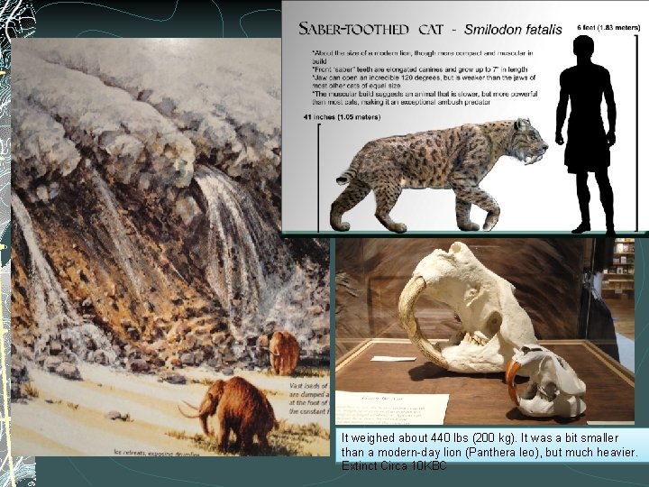 Smilodon It weighed about 440 lbs (200 kg). It was a bit smaller than