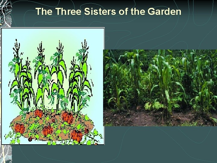 The Three Sisters of the Garden 