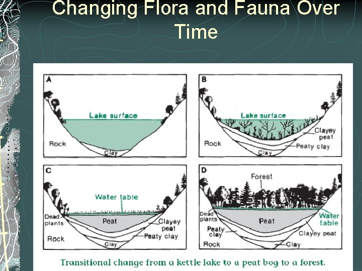 Changing Flora and Fauna Over Time 