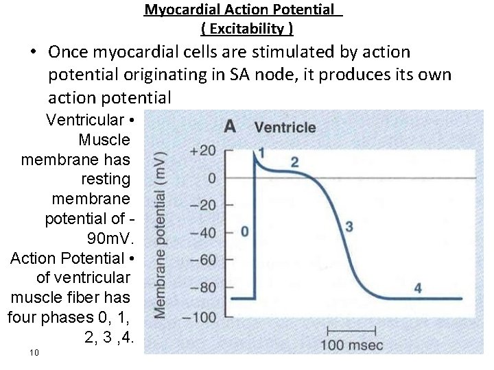 Myocardial Action Potential ( Excitability ) • Once myocardial cells are stimulated by action Myocardial Action Potential ( Excitability ) • Once myocardial cells are stimulated by action