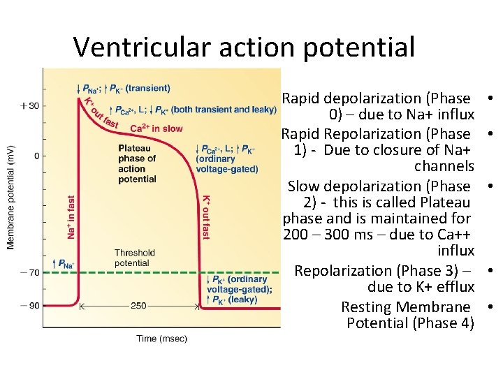 Ventricular action potential Rapid depolarization (Phase 0) – due to Na+ influx Rapid Repolarization Ventricular action potential Rapid depolarization (Phase 0) – due to Na+ influx Rapid Repolarization