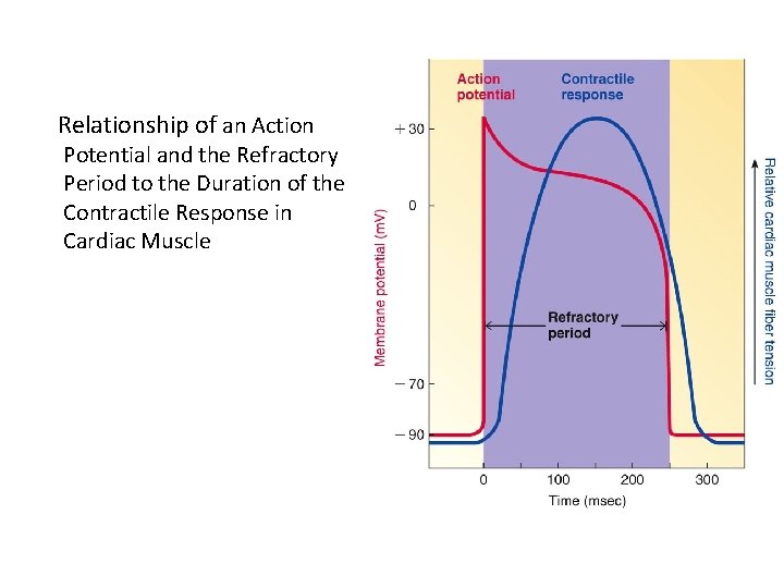 Relationship of an Action Potential and the Refractory Period to the Duration of the Relationship of an Action Potential and the Refractory Period to the Duration of the