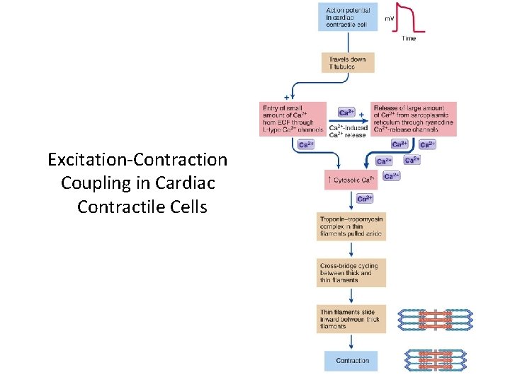 Excitation-Contraction Coupling in Cardiac Contractile Cells Excitation-Contraction Coupling in Cardiac Contractile Cells