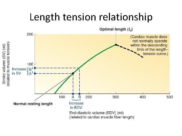 Length tension relationship Length tension relationship