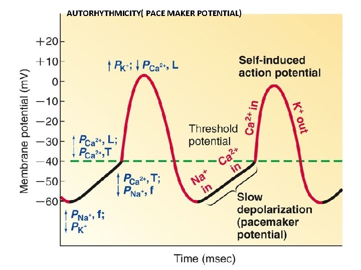 AUTORHYTHMICITY( PACE MAKER POTENTIAL) AUTORHYTHMICITY( PACE MAKER POTENTIAL)