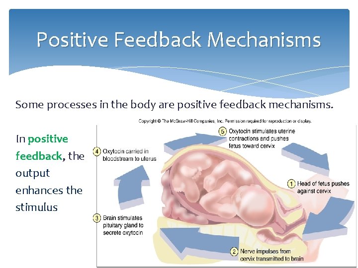 Positive Feedback Mechanisms Some processes in the body are positive feedback mechanisms. In positive