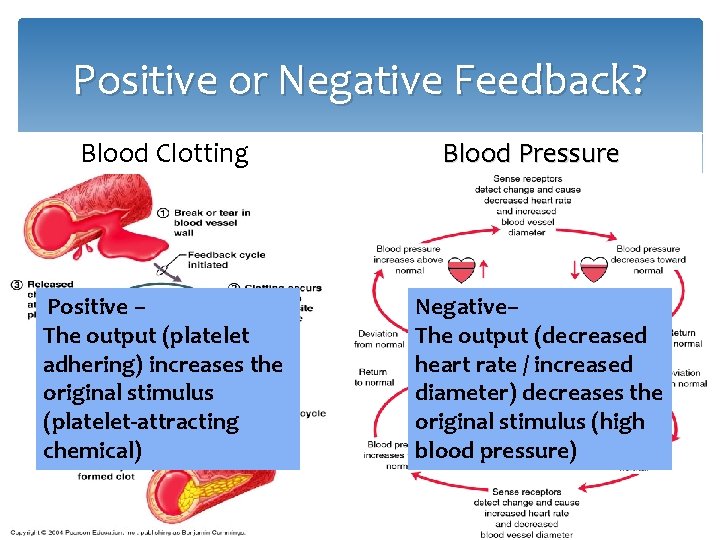 Positive or Negative Feedback? Blood Clotting Positive – The output (platelet adhering) increases the