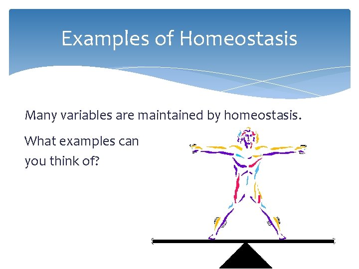 Examples of Homeostasis Many variables are maintained by homeostasis. What examples can you think