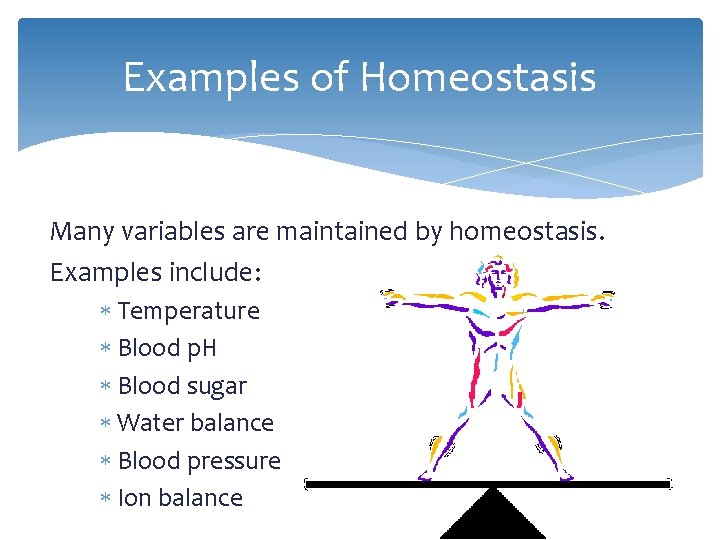 Examples of Homeostasis Many variables are maintained by homeostasis. Examples include: Temperature Blood p.