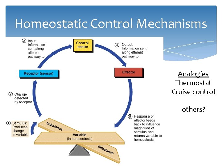 Homeostatic Control Mechanisms Analogies Thermostat Cruise control others? 