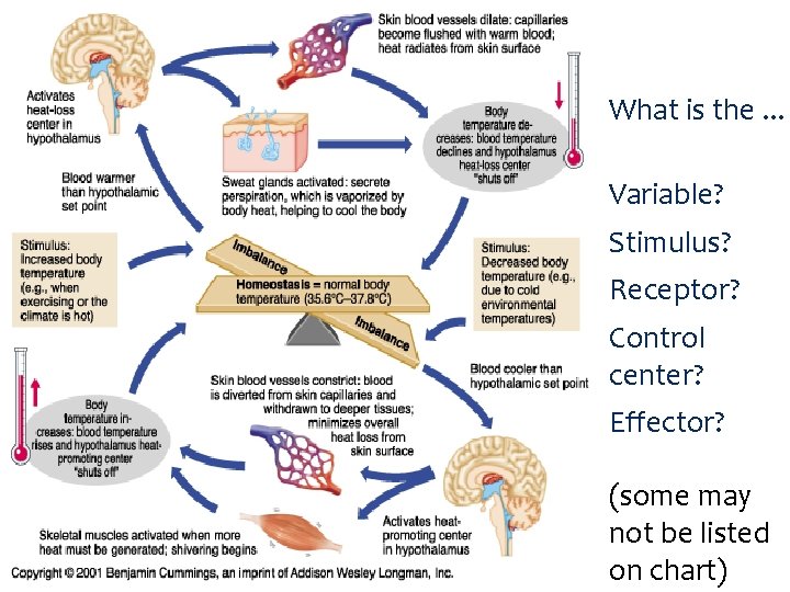 What is the. . . Variable? Stimulus? Receptor? Control center? Effector? (some may not