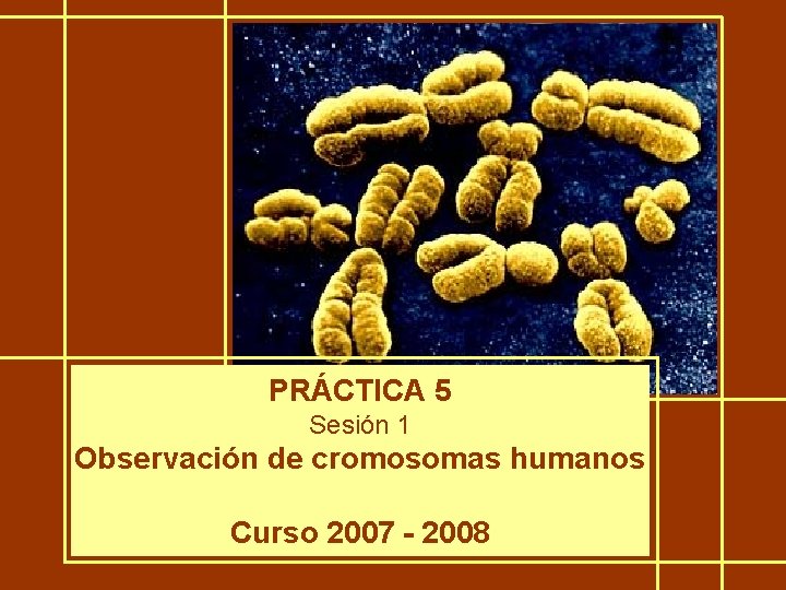 PRÁCTICA 5 Sesión 1 Observación de cromosomas humanos Curso 2007 - 2008 