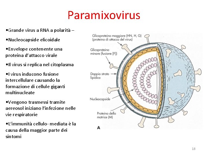 Paramixovirus • Grande virus a RNA a polarità – • Nucleocapside elicoidale • Envelope