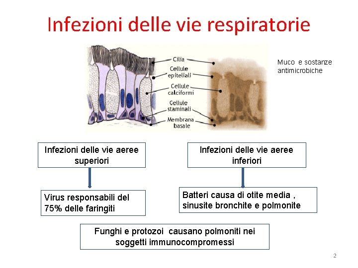 Infezioni delle vie respiratorie Muco e sostanze antimicrobiche Infezioni delle vie aeree superiori Virus