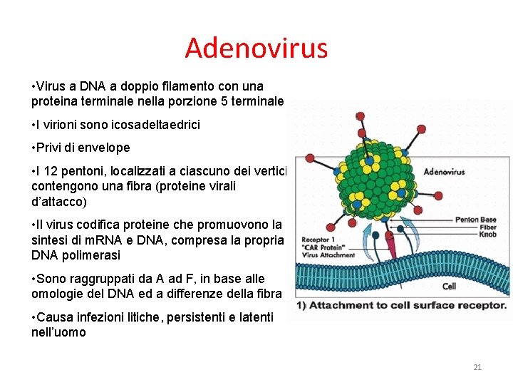 Adenovirus • Virus a DNA a doppio filamento con una proteina terminale nella porzione